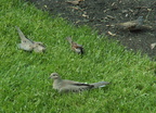 birds 2010-05-13 4e