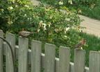 birds 2010-05-22 2e