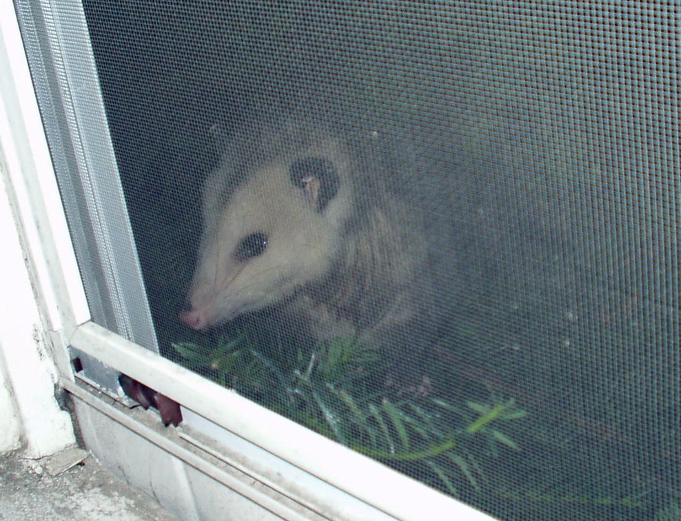 opossum 2003-10-17 6e