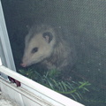 opossum 2003-10-17 6e