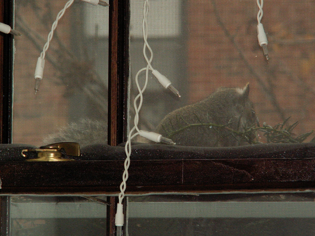 squirrel 2005-11-05 1e.jpg