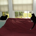 cats 2009-10-14 7e