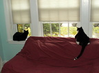 cats 2009-10-14 7e