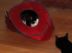 cats 2009-10-14 8e