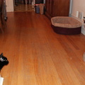cats 2009-10-14 9e