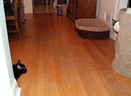 cats 2009-10-14 9e