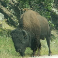 custer state park 2005-09-03 01e