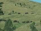 custer state park 2005-09-03 03e