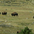 custer state park 2005-09-03 05e