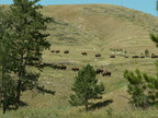 custer state park 2005-09-03 06e