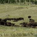 custer state park 2005-09-03 10e