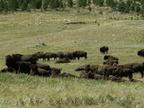 custer state park 2005-09-03 10e