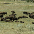 custer state park 2005-09-03 13e