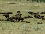custer state park 2005-09-03 13e