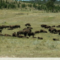 custer state park 2005-09-03 14e