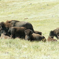 custer state park 2005-09-03 15e