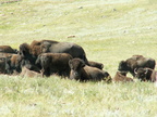 custer state park 2005-09-03 15e