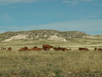pawnee grassland 2005-08-21 17e
