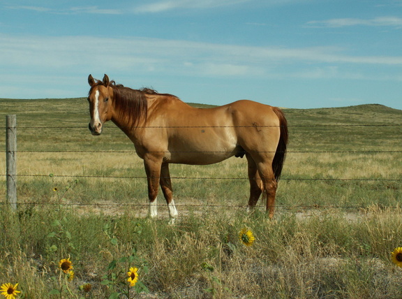 pawnee grassland 2005-08-21 38e