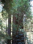 muir woods 2005-08-28 012e