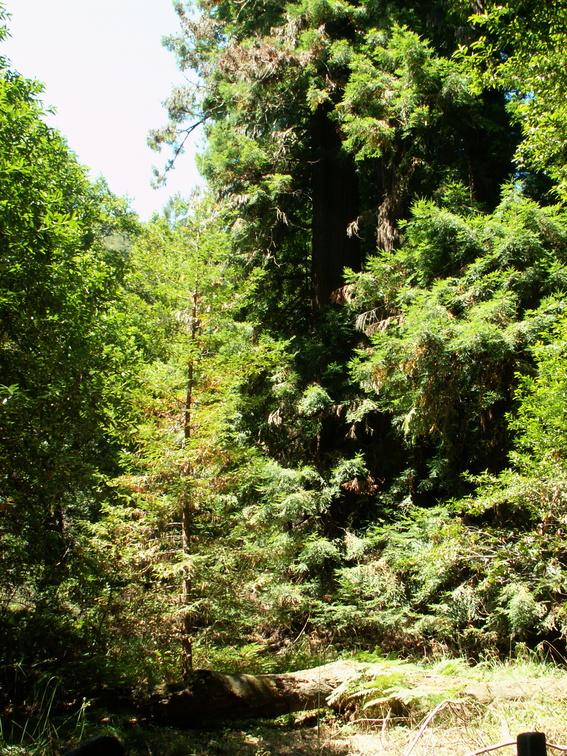 muir woods 2005-08-28 018e.jpg