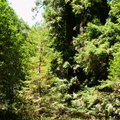 muir woods 2005-08-28 018e