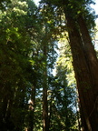 muir woods 2005-08-28 020e