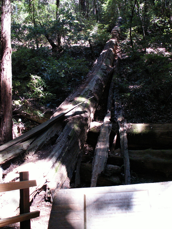 muir woods 2005-08-28 039e