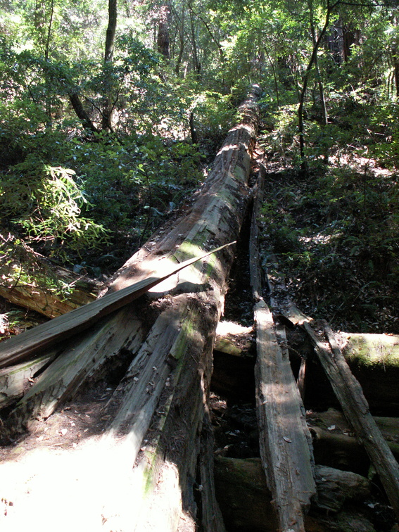 muir woods 2005-08-28 041e