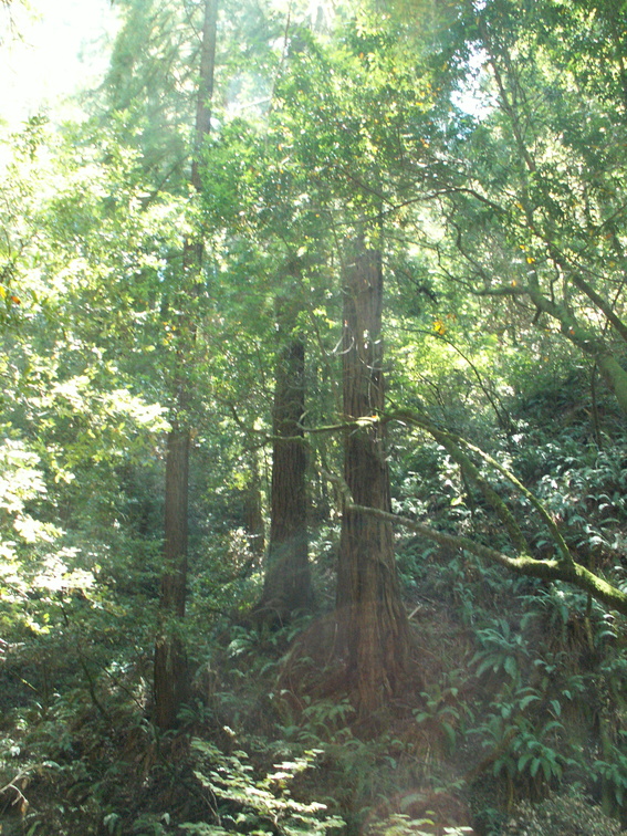 muir woods 2005-08-28 049e.jpg