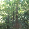 muir woods 2005-08-28 049e