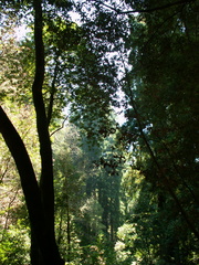 muir woods 2005-08-28 066e