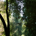 muir woods 2005-08-28 066e