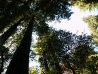 muir woods 2005-08-28 078e