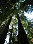 muir woods 2005-08-28 079e
