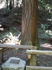 muir woods 2005-08-28 105e