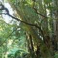muir woods 2005-08-28 110e