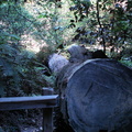 muir woods 2005-08-28 112e