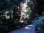 muir woods 2005-08-28 114e