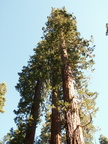 yosemite 2005-08-29 145e