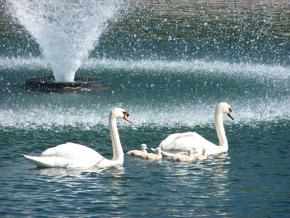 birds 2004-06-03 04e.jpg