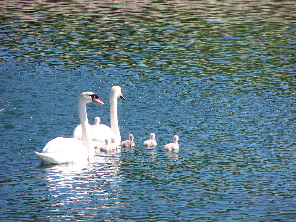 birds 2004-06-03 05e.jpg