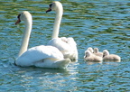 Swans at Kraft Glenview