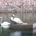 birds 2004-06-03 07e