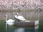 birds 2004-06-03 07e