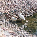 birds 2004-06-09 04e