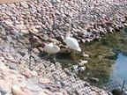 birds 2004-06-09 04e