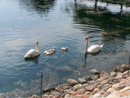 birds 2004-06-09 10e