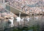 birds 2004-06-25 01e