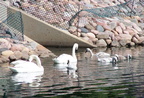 birds 2004-06-25 02e